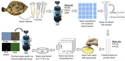 Vital Analysis of Cryopreserved Sperm of Marbled Flounder, Pseudopleuronectes yokohamae